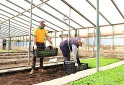 Diyarbakır'da ilk kez üretildi: 4 çeşidi var, 250 bin tane dikildi