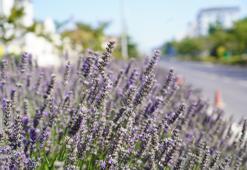 Lavanta hasadı başladı! Bilecik'ten Türkiye'nin dört bir yanına dağıtılacak