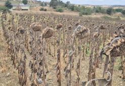 Tekirdağlı çiftçiler yeni yollara başvurdu! Maliyet yükselince ürün değiştirdiler