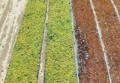 Dünyaca ünlü Sultaniye üzümünde hasat sezonu beklentiyi karşılamadı! Rekolte yüzde 50 düştü