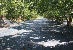 Samsun'da fındık hasadında file sistemi! Metrekare fiyatları 7-8 lira arasında değişiyor!