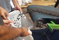 İslahiye'de 'Antep karası' kurutmaya bırakıldı! 50 bin dekarda yetiştiriliyor