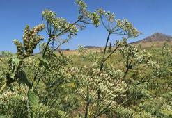 Türkiye'nin ihtiyacının yüzde 80'i buradan karşılanıyor! Son hasadı yapıldı, tüm dünyadan büyük talep var