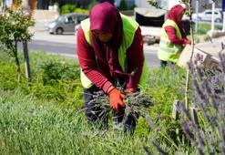 Yol kenarlarına ekilmişti! Şimdi hasat zamanı