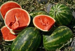 Bursa'da karpuzun fiyatı 70 kilometrede 30'a katlanıyor! Domatesten zarar edince karpuz ektiler ama 30 kuruşa kadar indi