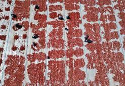 İtalyan pizzasının gizli sırrı Erciyes'in eteklerinden çıktı! 9 ülkeye ihraç ediliyor!