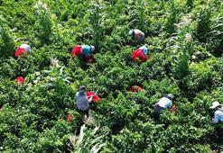 Samsun'da hasat başladı! Ürün kaliteli: Tarlada kilosu 20 TL civarında