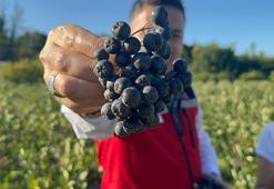 Türkiye'de İlk Kez Yalova'da üretildi: Hasat için geri sayım başladı: 250 ton üretilecek