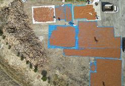 Trabzon'da üreticiler fındıkları kurutacak düz bir alan bulamayınca komşu kente göç etti!