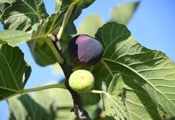 Bursa siyah incirinde hasat başladı!