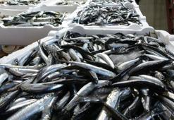 Hamside kota belirlendi! Bakanlık izin verdi