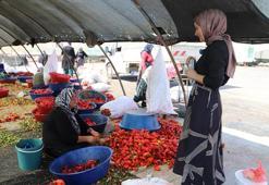 Şanlıurfa'da mobil sağlık ekipleri işe koyuldu: Doktorlar ve hemşireler mevsimlik işçilere gitti!
