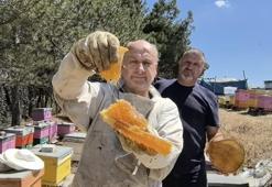 Bu bal her derde deva! 70 farklı çiçekten harmanlanıyor