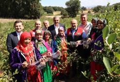 'Süper meyve'de ilk ürünler toplandı! Hem çok kazandırıyor hem de sağlık deposu