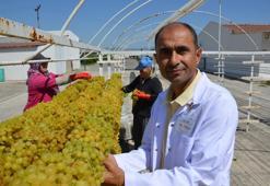 Kuru üzümde kaliteyi bu yöntem artıyor! Tercih edilmemesinin ise tek bir sebebi var