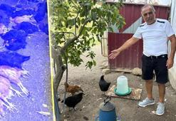 Kümeste katliam var! Hatay'da sokak köpekleri vatandaşın hobisini parçaladı