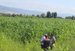 Tokat'ta yem bitkisi çeşitliliği arttı: Sorgum-sudan otu çiftçinin yüzünü güldürdü