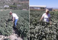 Aydın'da zararlı popülasyonda artış! Yetkililer uyardı: Bir an önce önlem alınması lazım