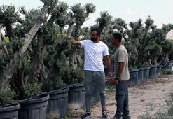 Adanalı genç girişimciler meyve vermeyen ağaçlardan para kazanıyor! İşleri büyüdü 30 kişiyi işe aldılar