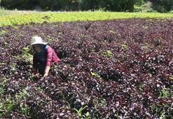 Arapgir'in Kozluk Çayı Vadisi'nde hasat başladı! İki coğrafi işaretli ürün çiftçinin yüzünü güldürdü