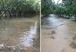 Samsun'da sağanak bastırdı! Fındık bahçeleri göle döndü