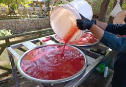 Malatya'da organik domates hasadı! Kadınlar işliyor, kadınlar kazanıyor