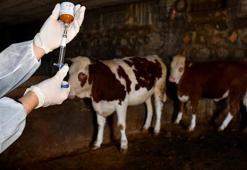 Şap hastalığı verimliliği düşürdü! Yüzde 40 kayıp var