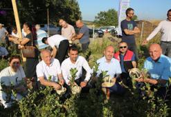 Bu yıl ikinci defa ürün verdi! İkinci hasat üreticinin yüzünü güldürdü