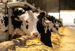 Türkiye'de şap hastalığı alarmı: Et verimliliğindeki kayıp yüzde 40'ı buldu