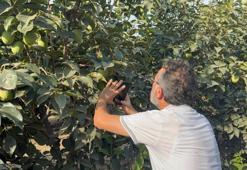Adana'da alarm verildi: Bu hata cennet hurması rekoltesini yok edebilir!