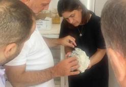 Bursa'da yol çalışmasında yeni tür keşfedildi! Dünyada böylesi yok, 63 tane birden çıktı