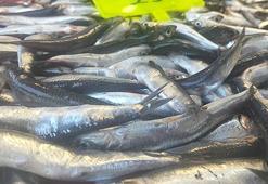 Muğla'da sezonun ilk hamsisi tezgahta! Fiyatı dudak uçuklattı!