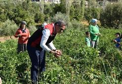 Aydın'da TAKE Projesi üreticiyi sevindirdi! 60 bin turşuluk biber fidesi hasat edildi!