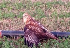 Tarlada gördüklerine inanamadılar: Konyalı çiftçi sayesinde hayata döndü
