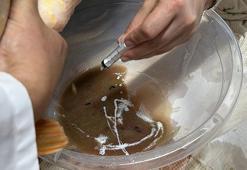 Isparta alarma geçti! 300 bin tanesi aynı anda doğaya salınacak