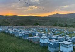 Doğu Karadeniz'de verim düştü! Köylüler kara kara düşünüyor: Ciddi kayıplar yaşadık