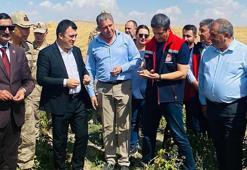 Ağrı'da fasulye hasadı başladı! Ekim alanları genişledi, verim arttı