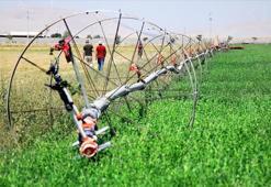 Konya’da çiftçinin yeni kabusu! Hızla yayılıyor