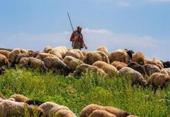 Çobanlar çıldırdı! İstedikleri maaşı kimse ödeyemiyor: 'Tütününden kıyafetine kadar her şeyi biz karşılıyoruz'