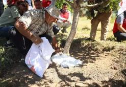 Muğla'da her ağaç 20 bin TL gelir getiriyor! 3 kez hasat yapılıyor: Kilosu servet değerinde...