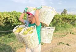 Üzüm hasadı devam ediyor! Bağların Herkül'ü tarlada rekor kırdı