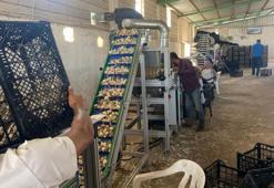 Ata tohumu tesisi kurdu! Araban'ın sarımsağına büyük katkı