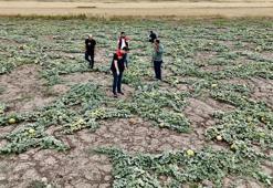 Verimli tarlalarda geç hasat yapılıyor! Tezgâhlar dolacak, fiyatlar düşecek