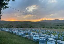 Arıcılık her geçen gün kan kaybediyor! Tehlike sürüyor, fiyatlar artabilir