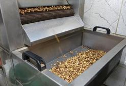 Karadeniz'de fındık hasadı tamamlandı! Üretici kırma ve kavurma işini artık işletmelere bırakıyor