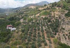 Hatay'ın şifa deposu! Hasat başladı, fiyatlar tavan yaptı: Kilogram fiyatı 200 TL'den alıcı buluyor