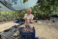 Hasat gecikti verim azaldı: Antalya'da 800 rakımda 4 ton ancak yetişti