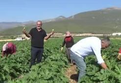 Gaziantep'te buğday hasadından sonra boş kalan tarlalarda bir ilk gerçekleşti! Alternatif ürün ekildi Almanya'ya satılacak