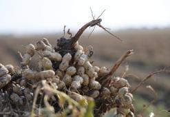 Adana'da hasat başladı! Kilosu 60 TL'den satılıyor: Üreticinin yüzü güldü
