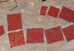 Maraş biberinde hasat başladı! Tüm Ortadoğu bu haberi bekliyordu